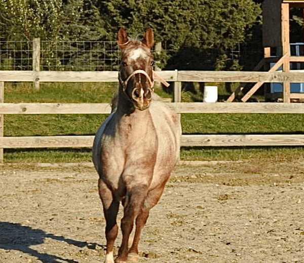 Horse Running